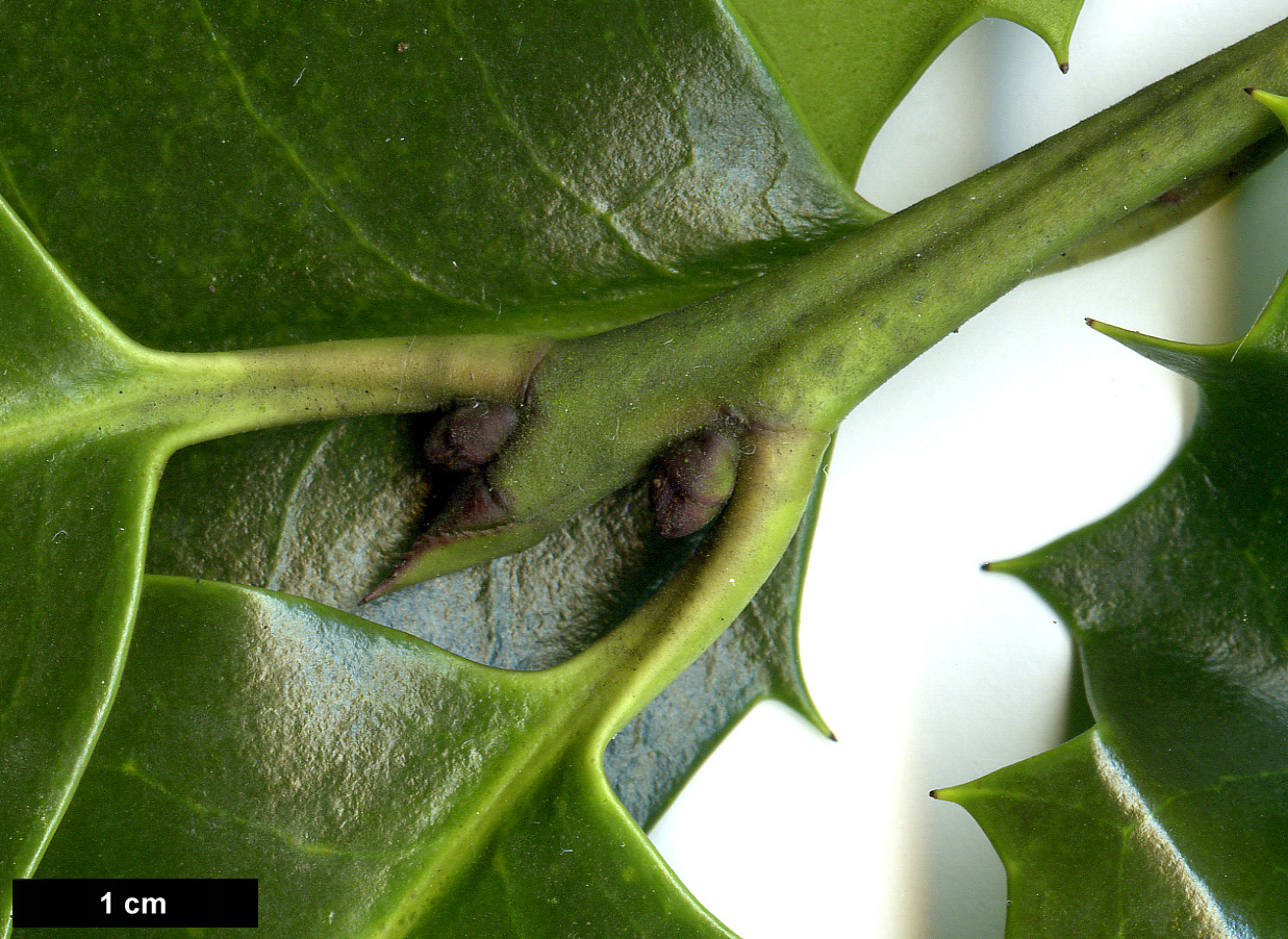 High resolution image: Family: Aquifoliaceae - Genus: Ilex - Taxon: ×koehneana (I.aquifolium × I. latifolia)